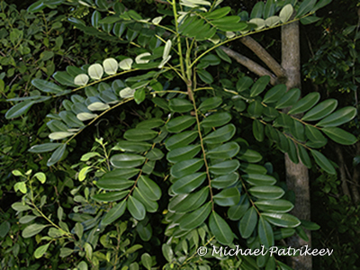 Paradise Tree (Simarouba glauca)